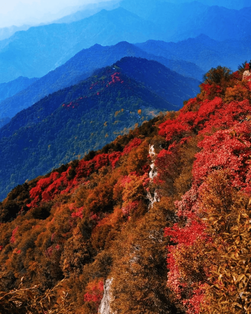 Autumn foliage on Guifeng Mountain in Guangdong, China, with vibrant red and orange leaves.