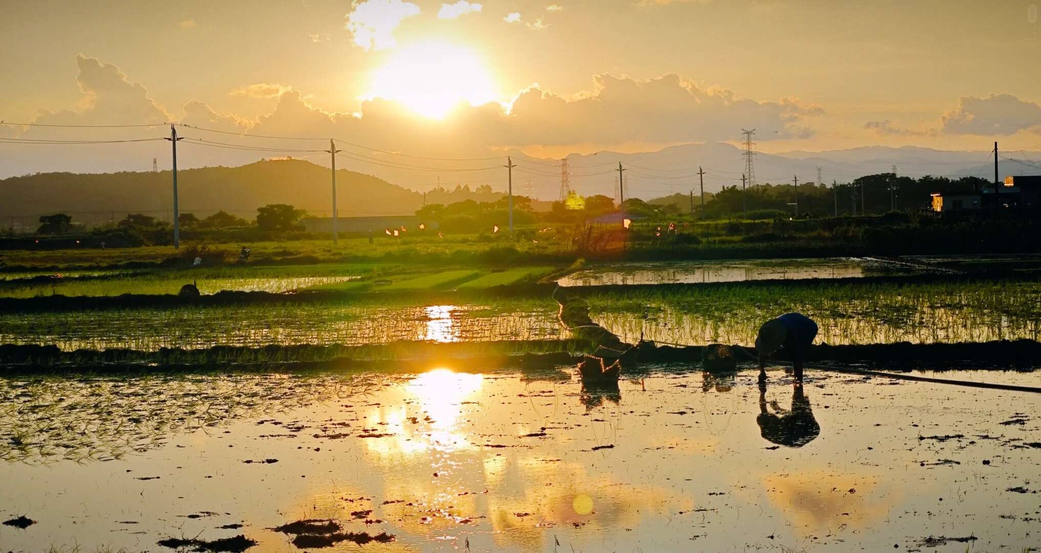 Farmer working in a rice field during golden hour in the Wuyi region, showcasing traditional Chinese village life