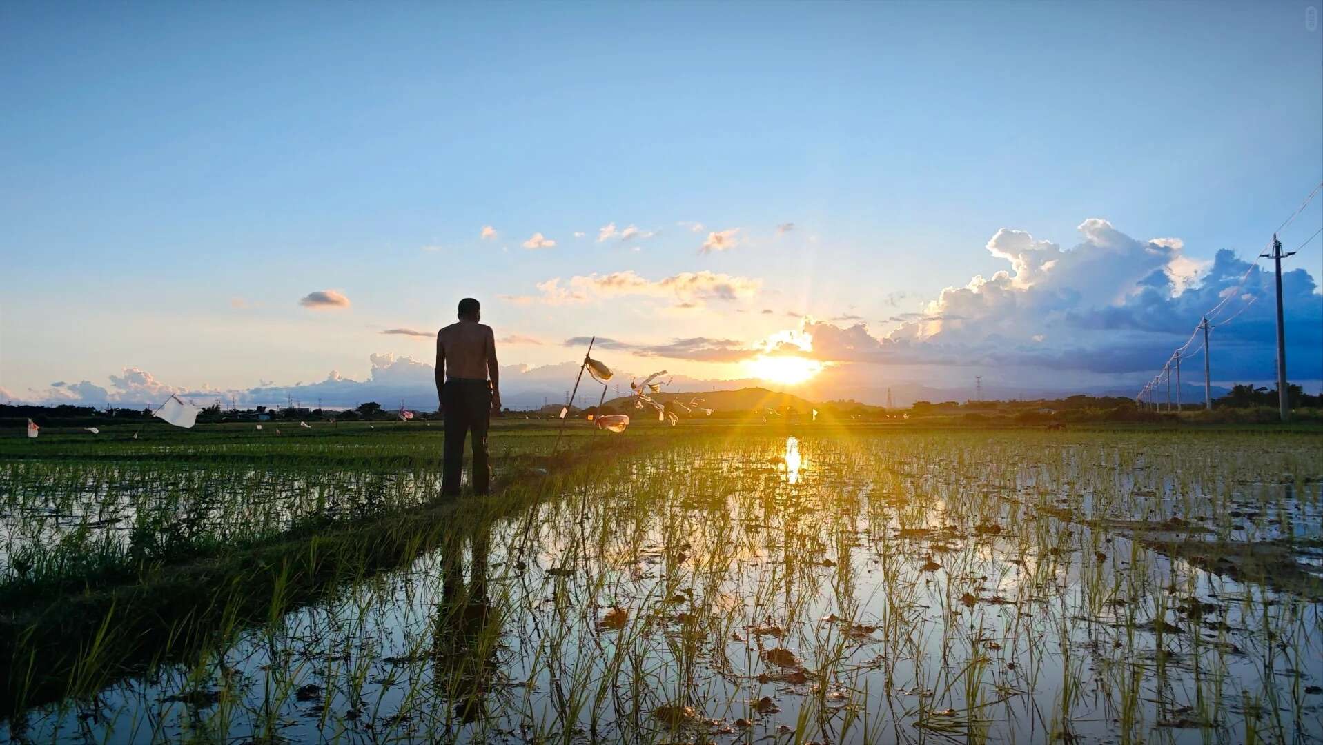 Shirtless man observing sunset in a Chinese rice paddy field